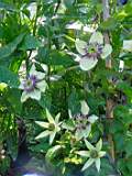 clematis florida bicolor.JPG